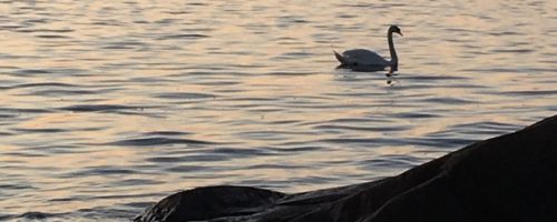 Joutsen_Helsingholmen